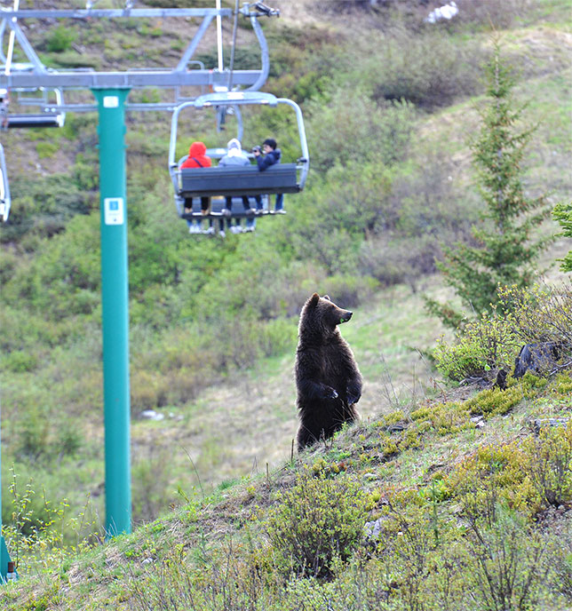 Trail of the Great Bear Guided Hike at Lake Louise