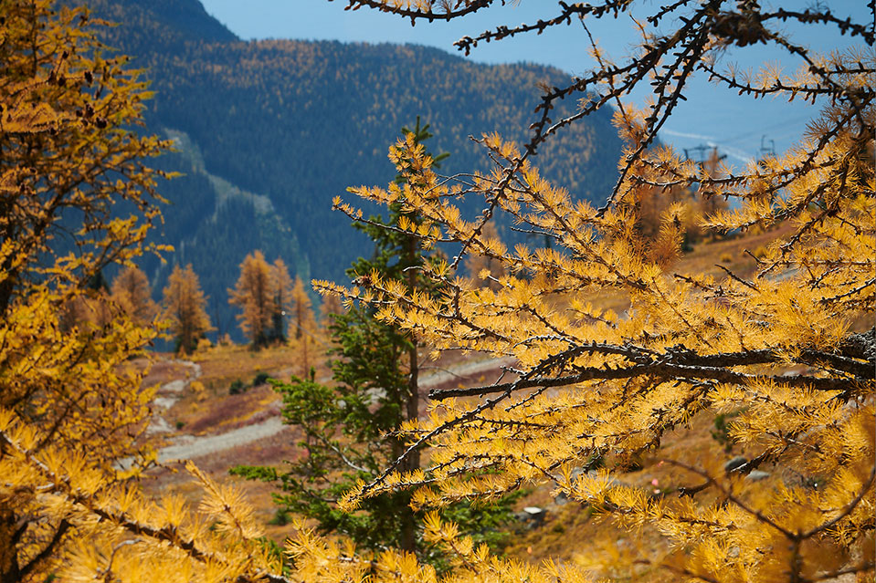 Larches at Lake Louise