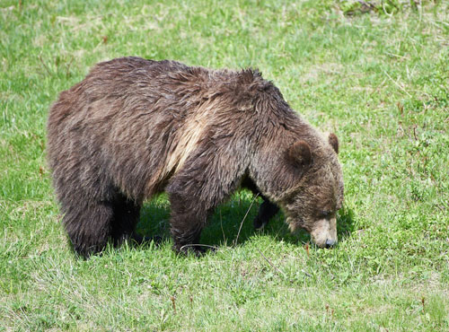 Animals You May Spot in Banff National Park | Ski Louise