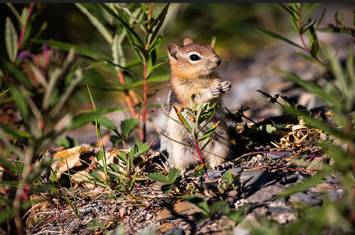 7 Places to See Wildlife in Banff National Park | Ski Louise